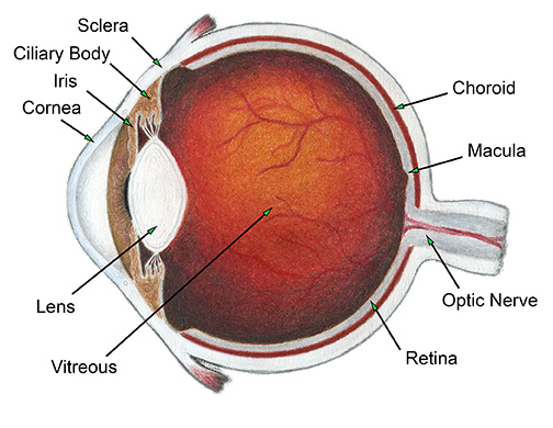 Anatomy Of The Eye Scott E Pautler M D Tampa