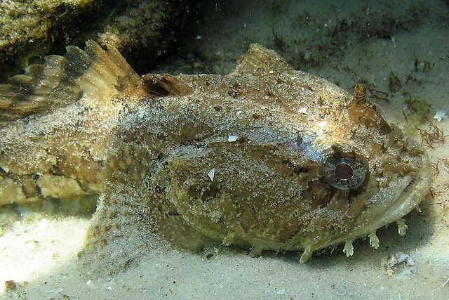 Toadfish