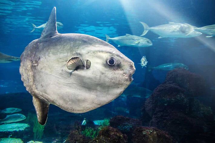 Ocean Sunfish