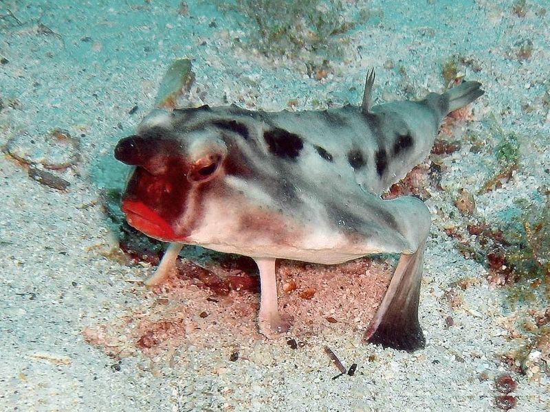 Red-lipped batfish