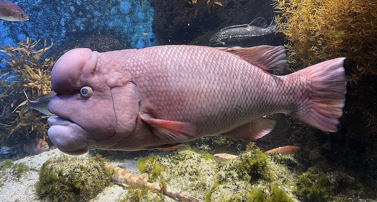 Asian sheepshead wrasse