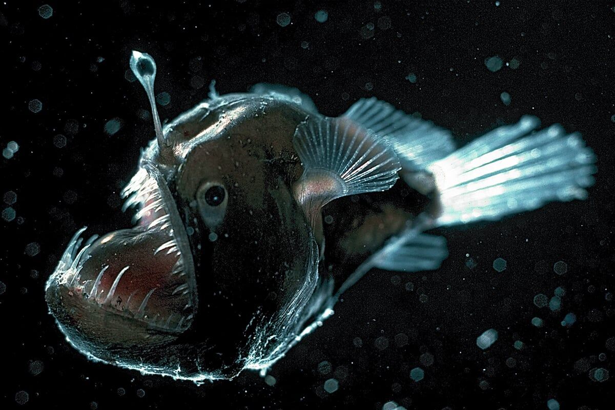 Angler fish