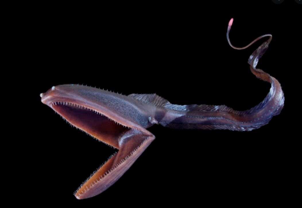 Gulper Eel