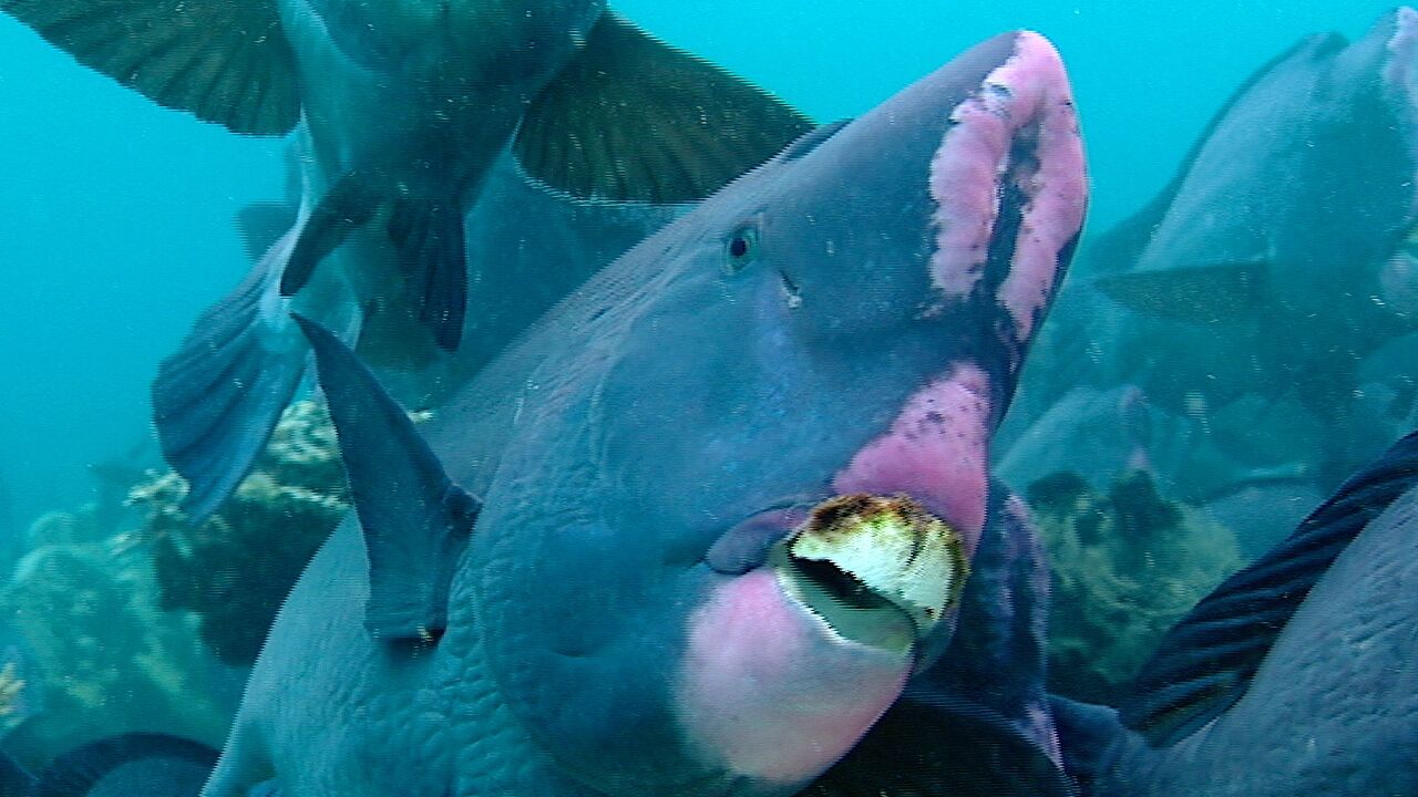 Green bump head parrotfish