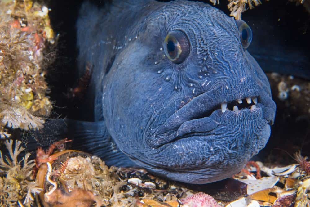 Atlantic Wolffish