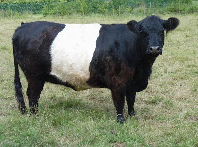 Belted Galloway