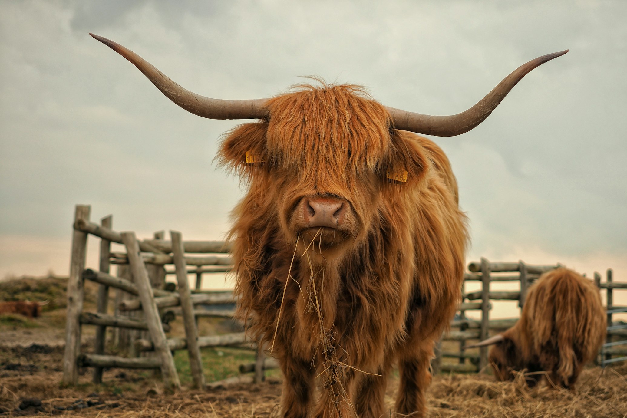 Highland cattle