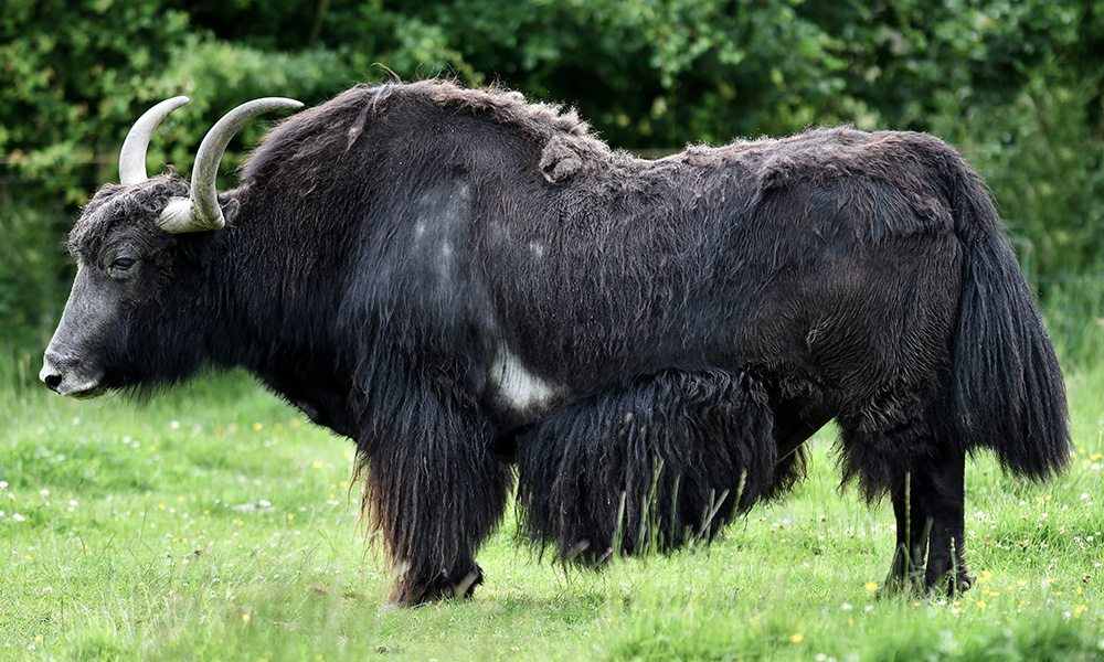 Yak