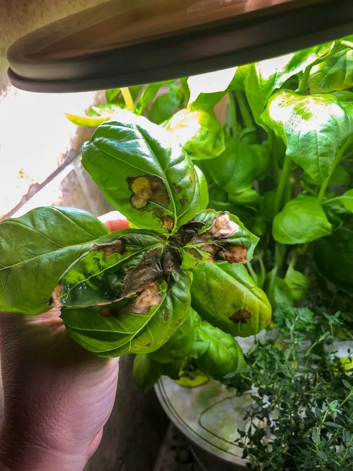Aerogarden Harvest Elite 360 Review Tips