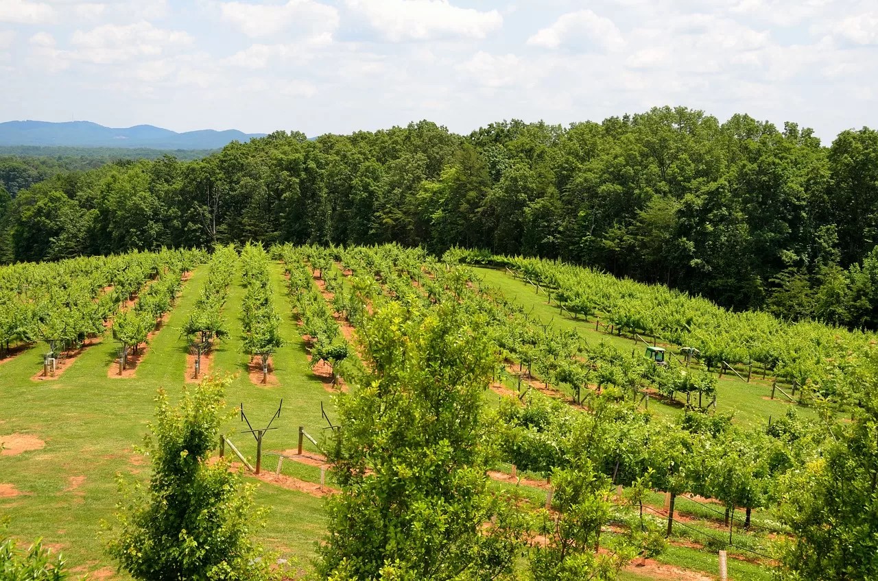 11 BEST Wineries in the Mountains OF Blue Ridge, Georgia