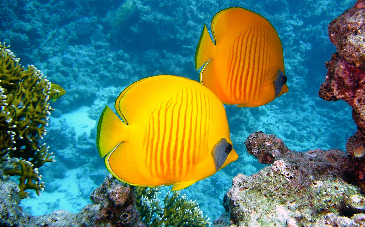 lemon butterflyfish, fishes, exotic-380037.jpg