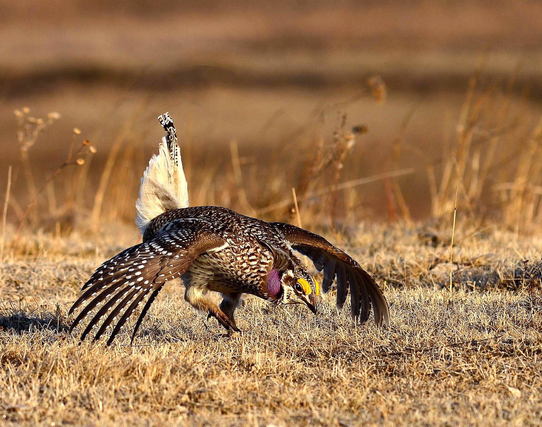 Sharp Tailed Grouse In East Central Minnesota Show Significant Decline