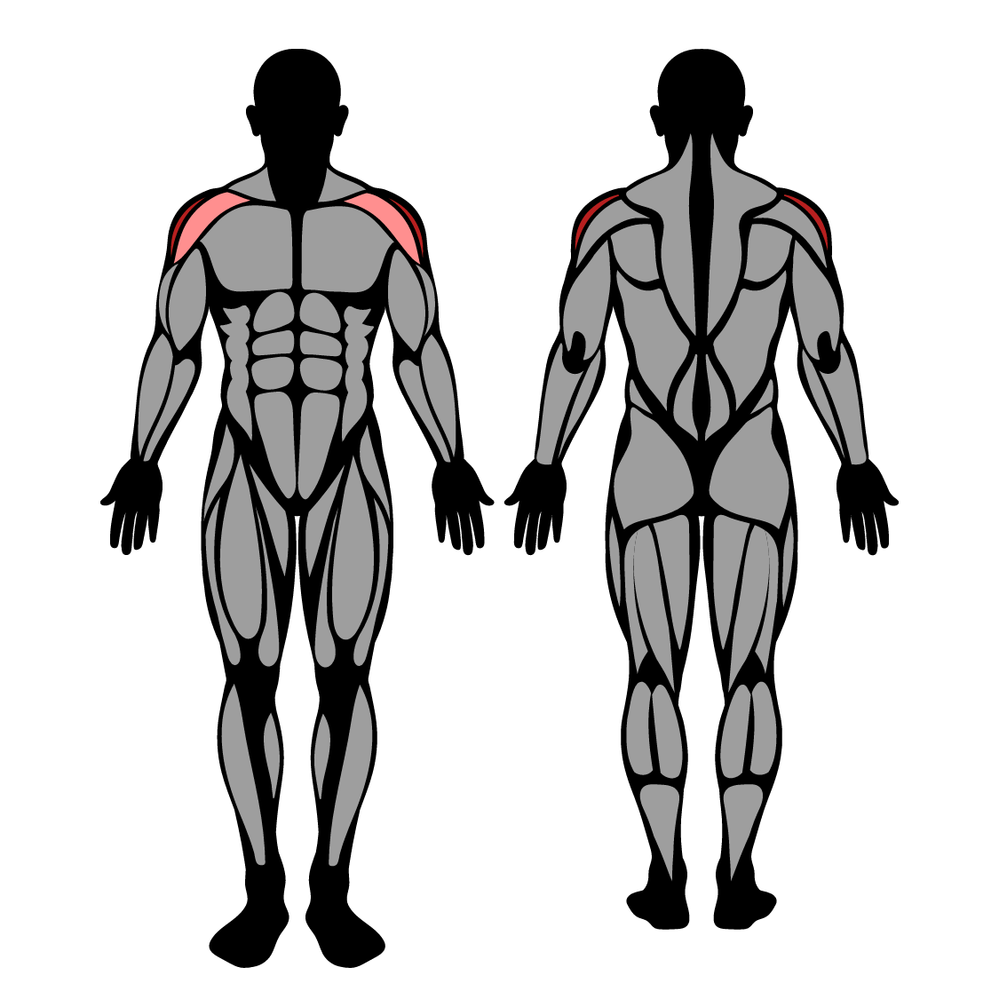Cable Lateral Raise Muscles Worked Technique Strengthlog