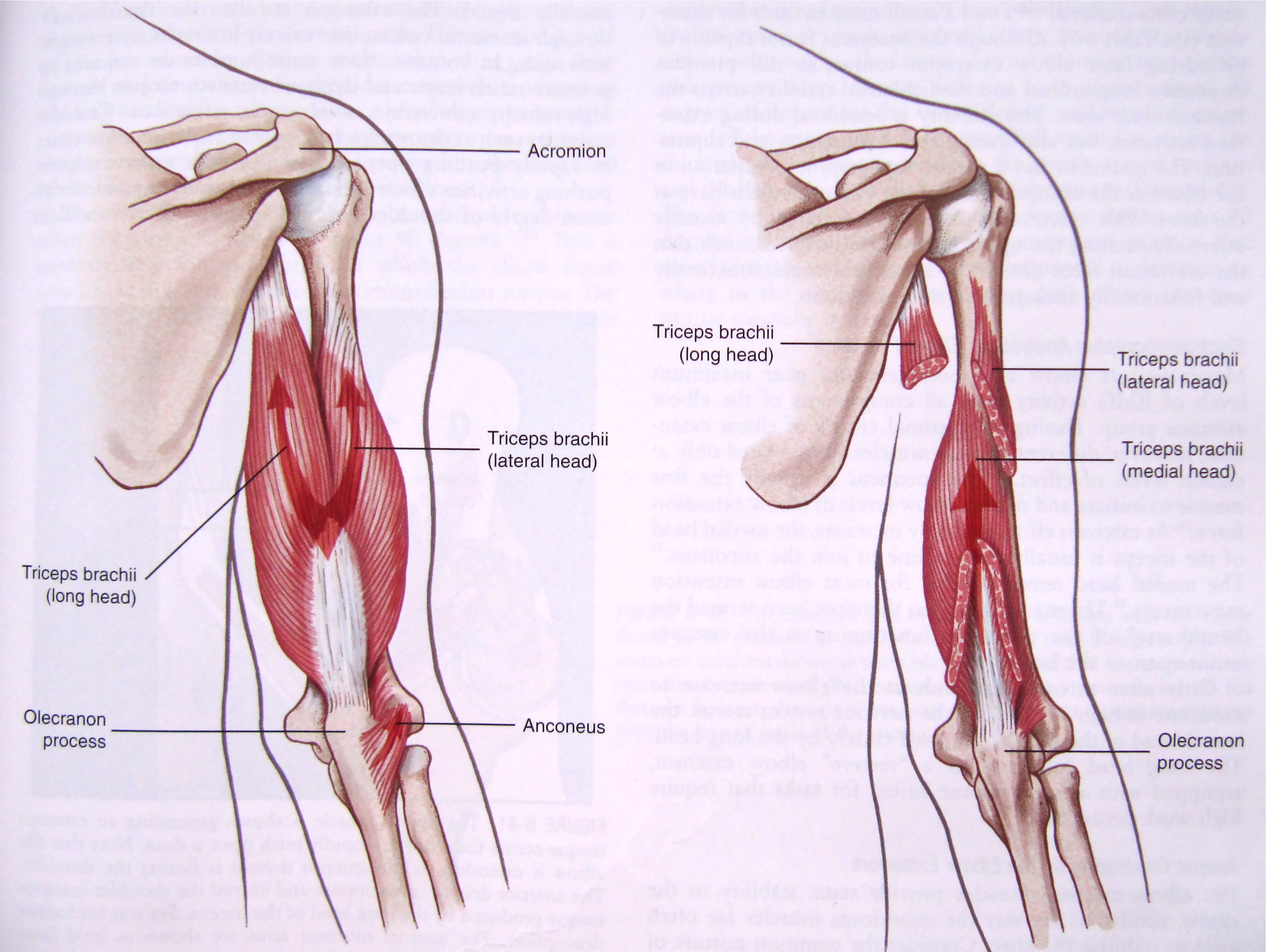 How To Train Your Triceps Exercises Workout Strengthlog