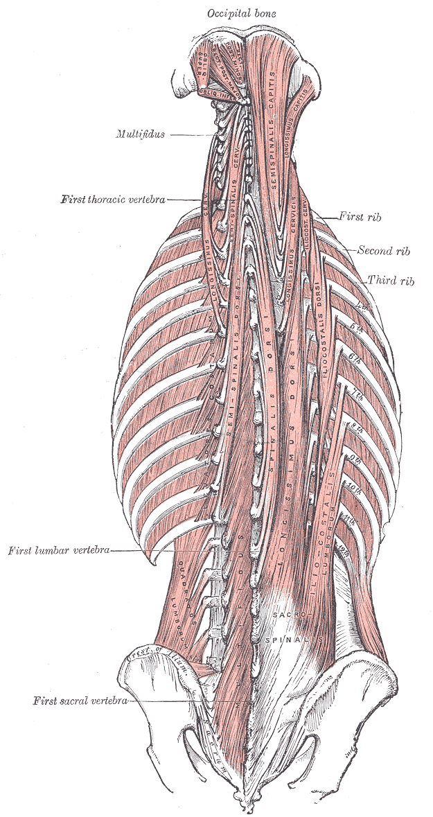 muscles of the lower back