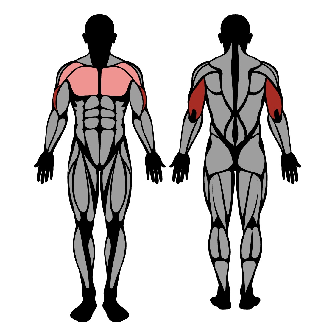 Bench Dip Muscles Worked Technique Strengthlog
