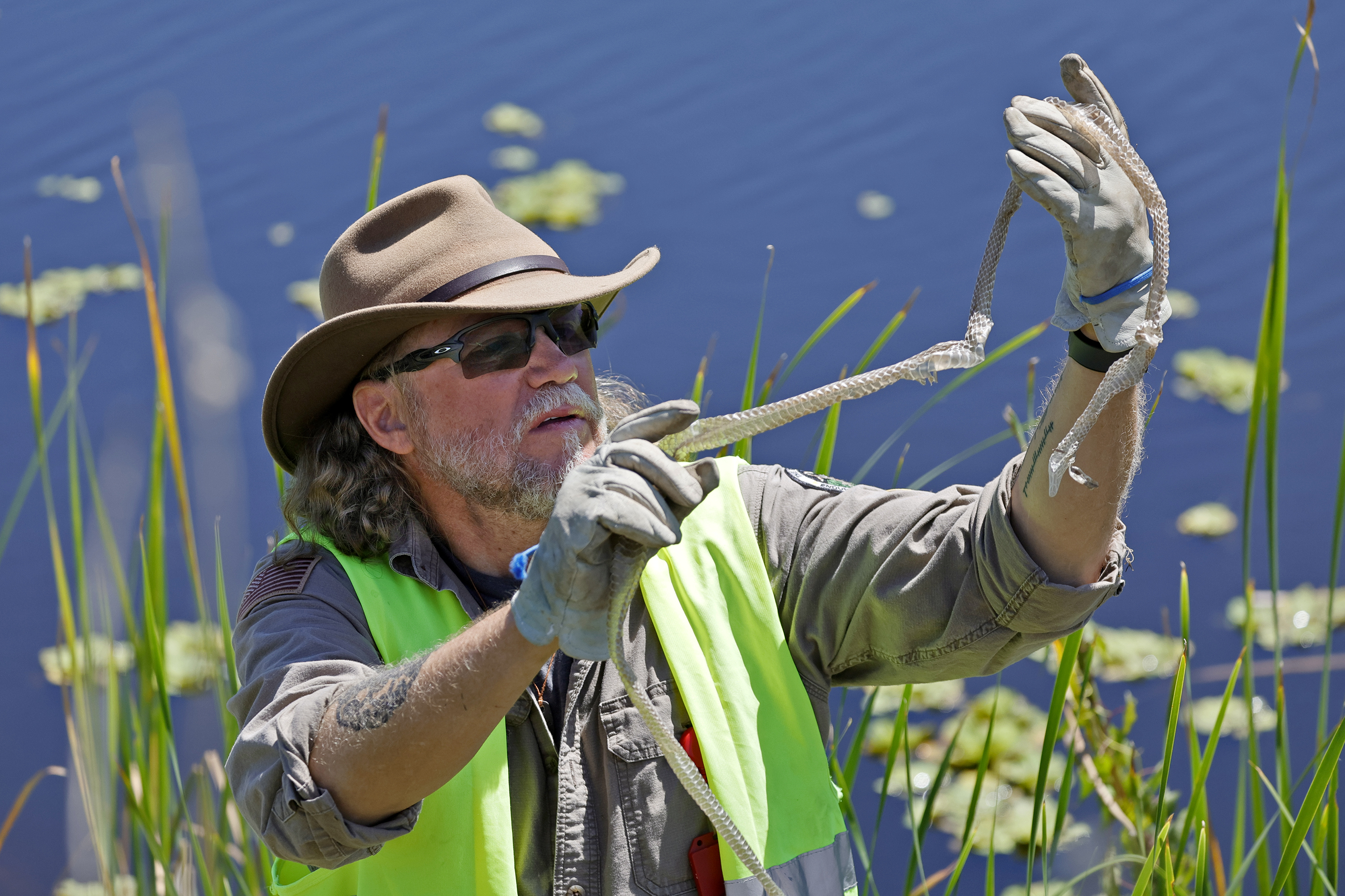 Swamp Apes founder Tom Rahill, a python contractor with the South Florida Water Management District, holds up a black racer shed that he found while searching for pythons in The Everglades on Tuesday, March 18, 2025. (Amy Beth Bennett / South Florida Sun Sentinel)