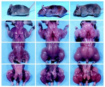 Myostatin tendons