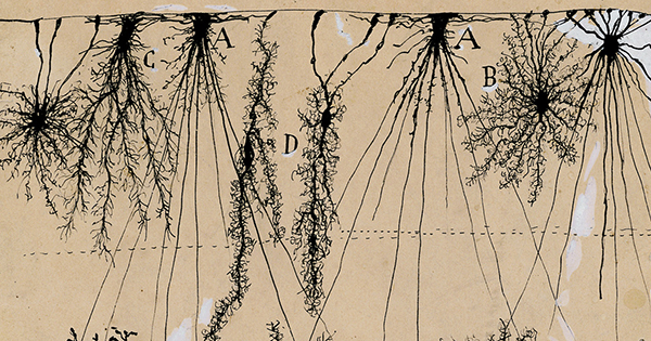 Neuroscientist David Eagleman on How the Physiology of Drug Withdrawal Explains the Psychology of Heartbreak and Loss