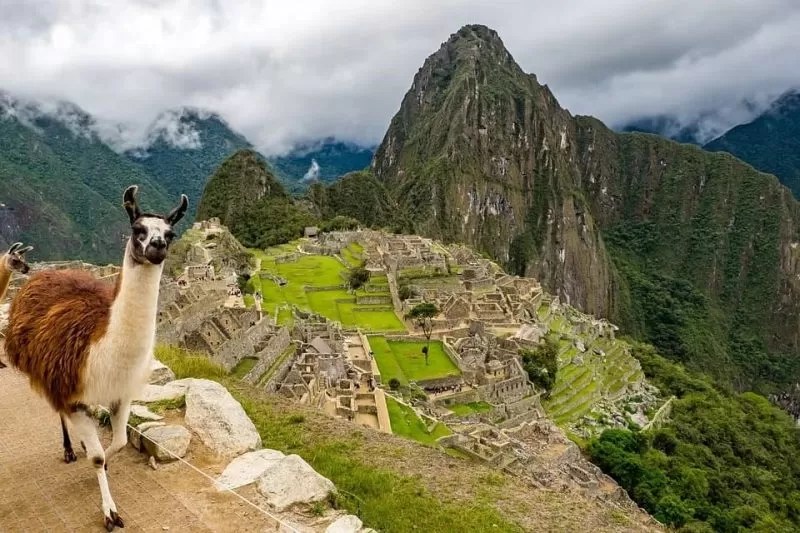 Machu Picchu Animals Machu Picchu, Peru
