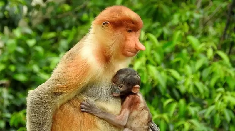 borneo-Proboscis Monkey