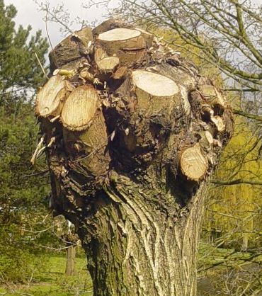 Wilgen Salix Op Stammetjes Of Als Boom Hoe Onderhoud Je Die Tuinhulp Uw Gratis Online Vraagbaak Voor De Tuin Tuinhulp Com