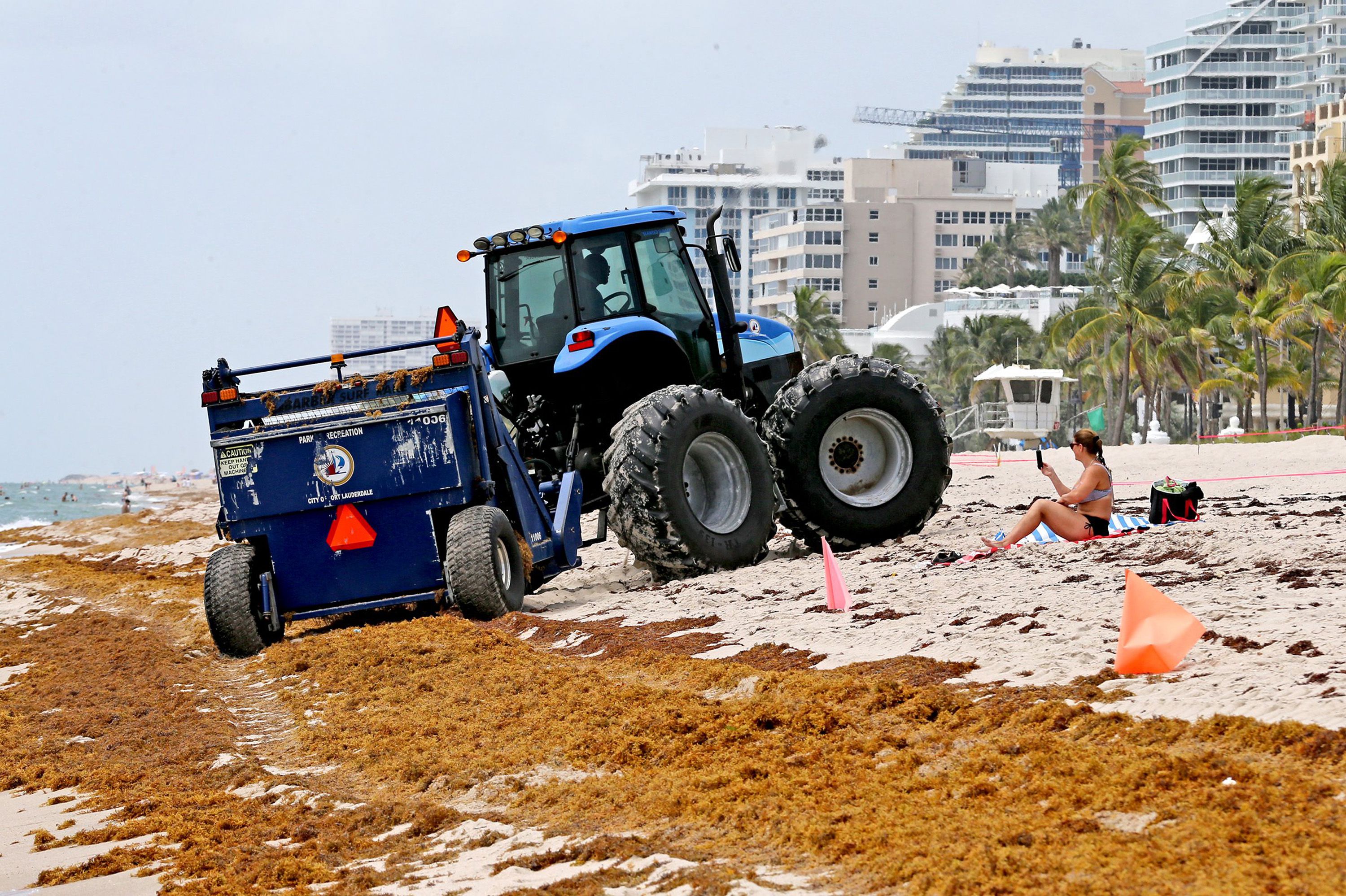 A cleaning crew with a tractor attempting to clear out piles of sargassum that had accumulated on the beach in Fort Lauderdale. (CHARLES TRAINOR JR/Miami Herald/TNS)