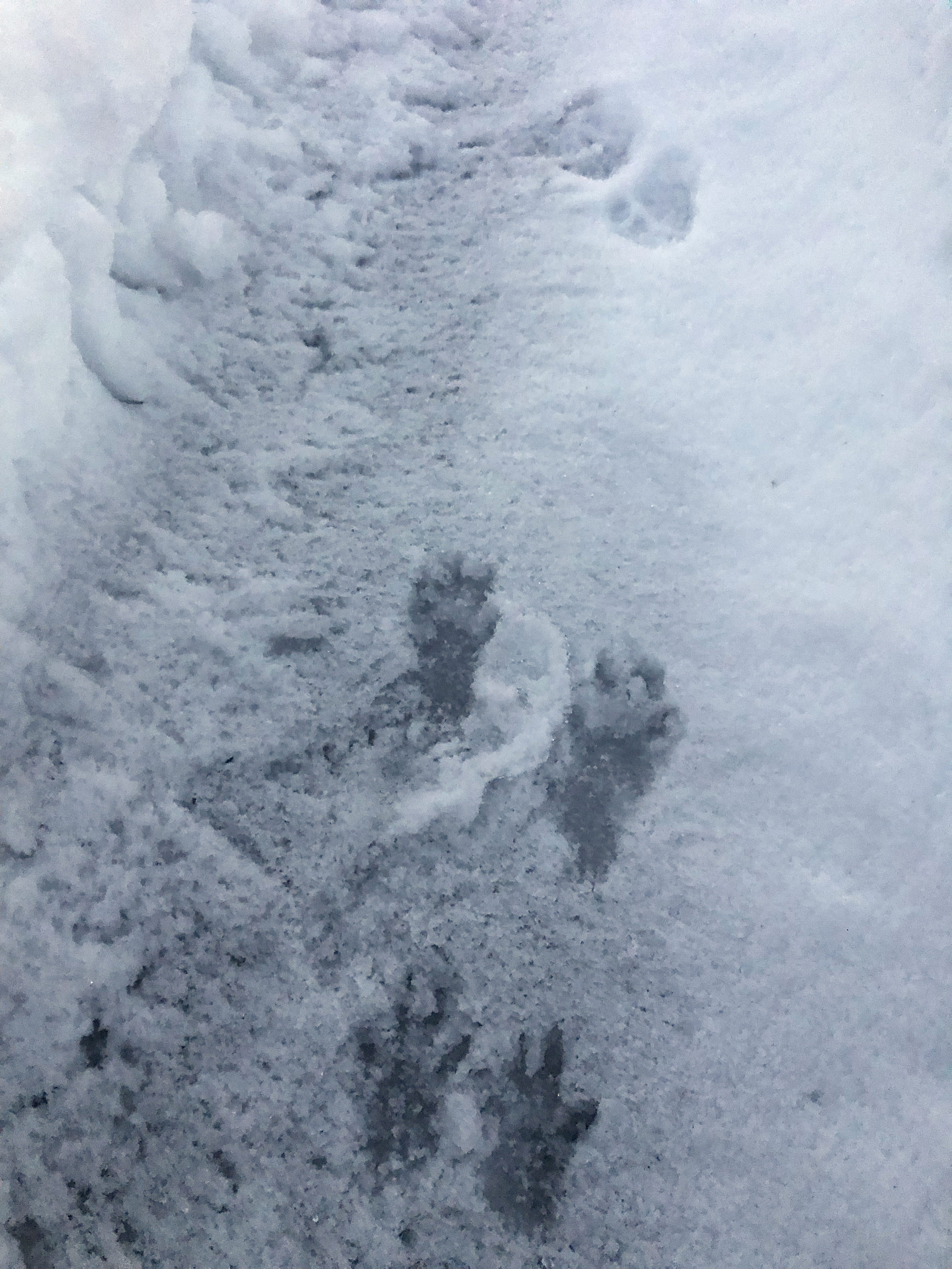 snow prints