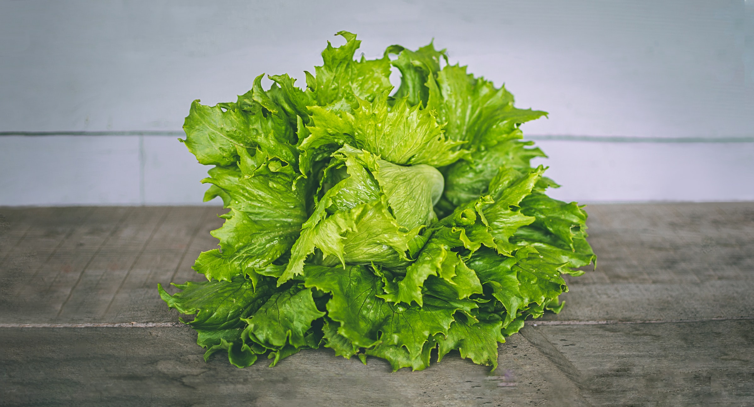 Lettuce Trivia 30 Facts About The Vegetable