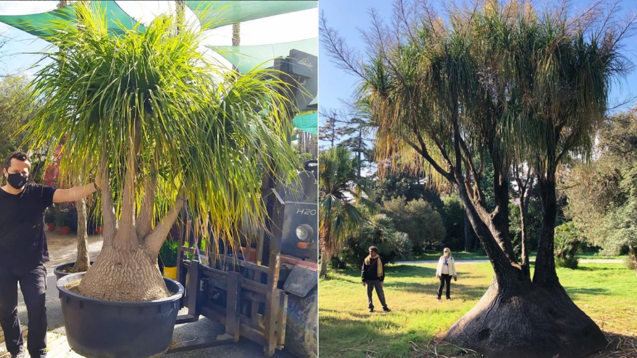Por Que La Planta Pata De Elefante Es Ilegal Y Que Pasa Si Te Cachan Con Una