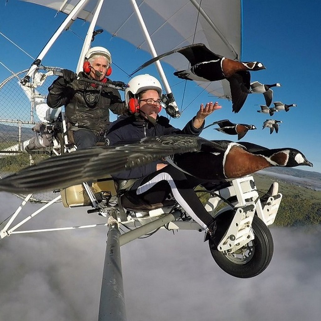 Vol En Ulm Avec Les Oiseaux