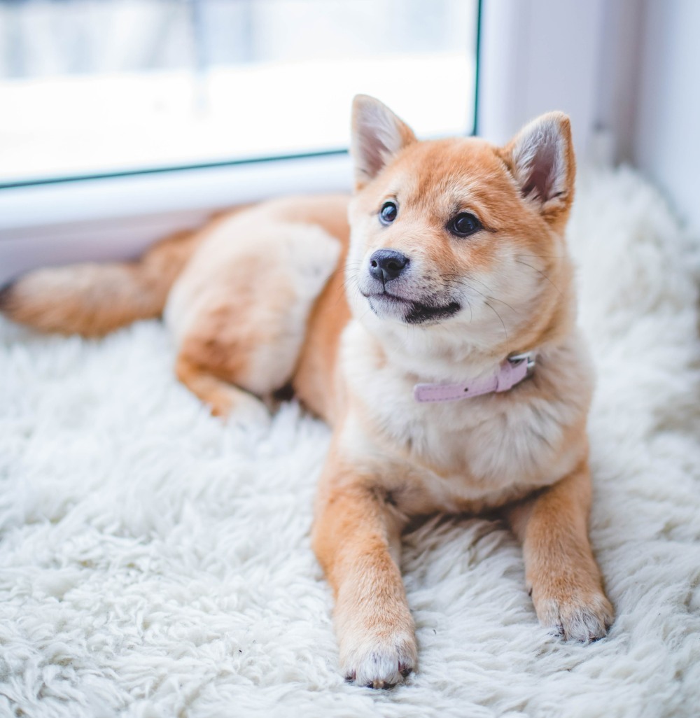 Tips On How To Keep Your Pets Off Your Furniture Wag The Dog Uk