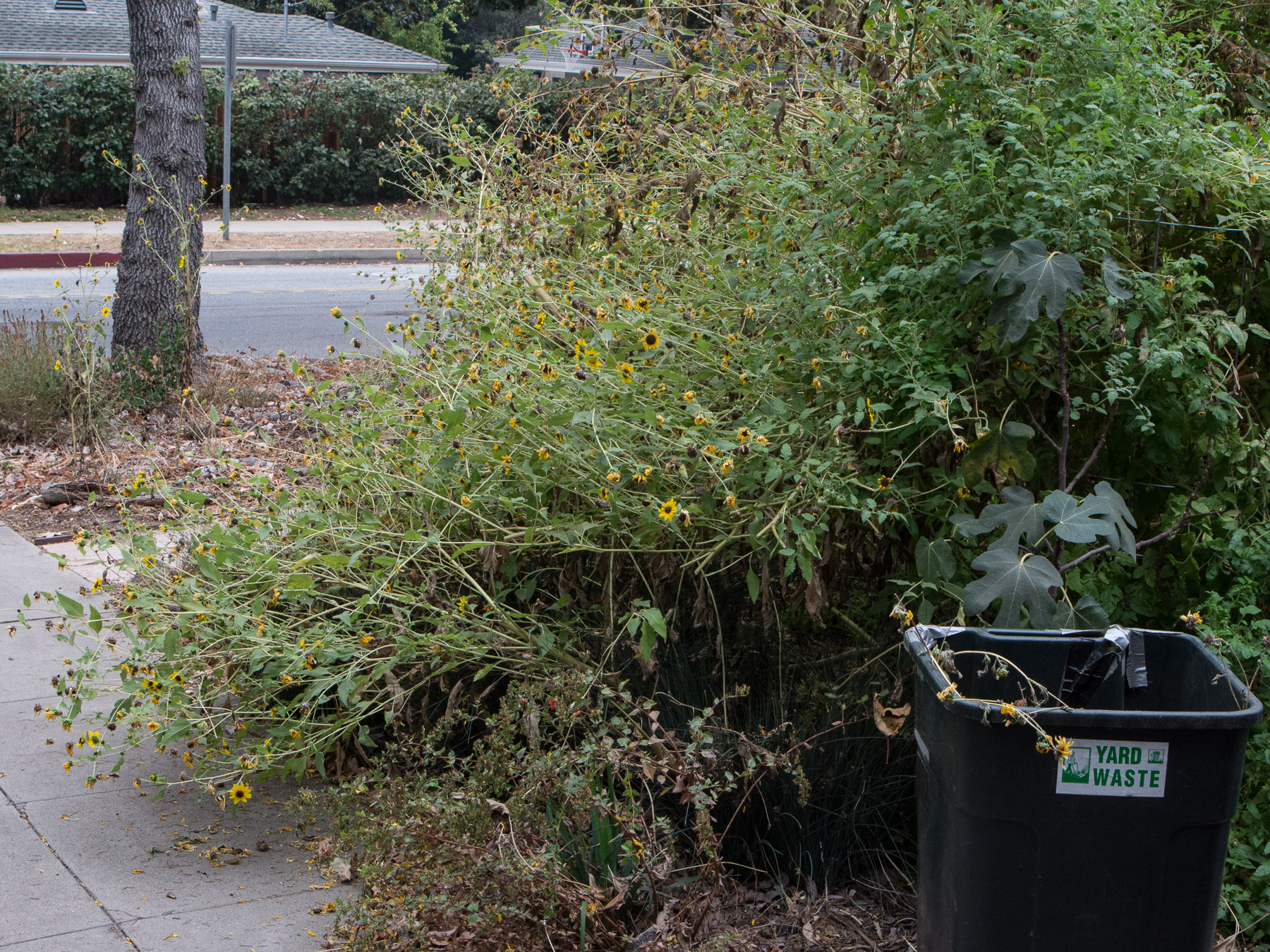 What To Do With Green Waste In The Garden Weeding Wild Suburbia