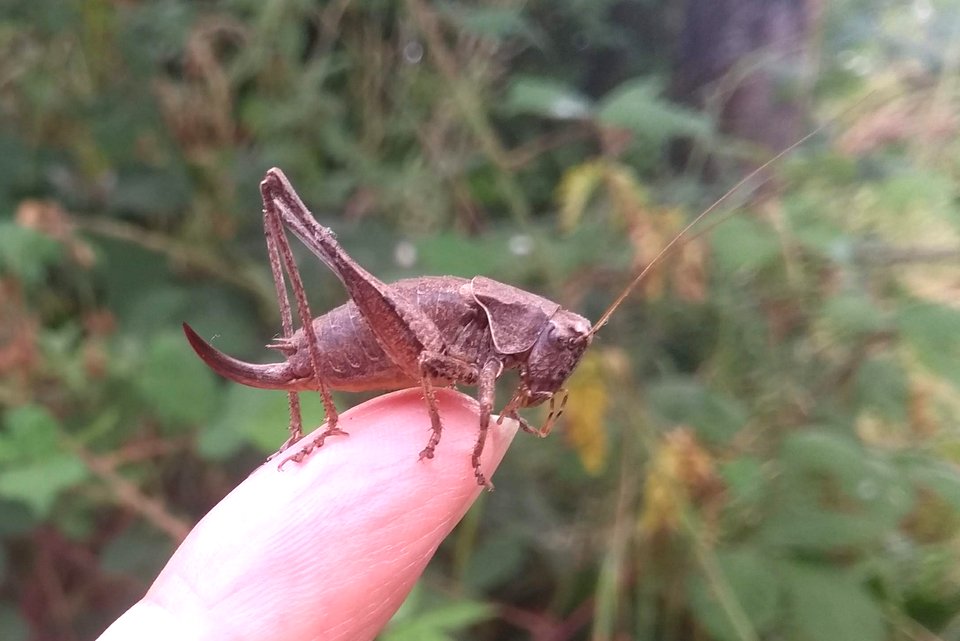 Not A Reverse Rhino But A Dark Bush Cricket Wheatland Farm