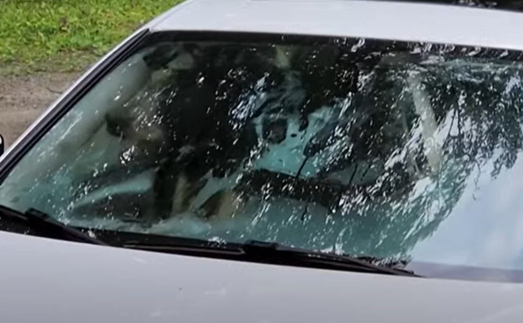 Mother Black Bear & Her Cub Completely Destroy Inside Of Car In Connecticut