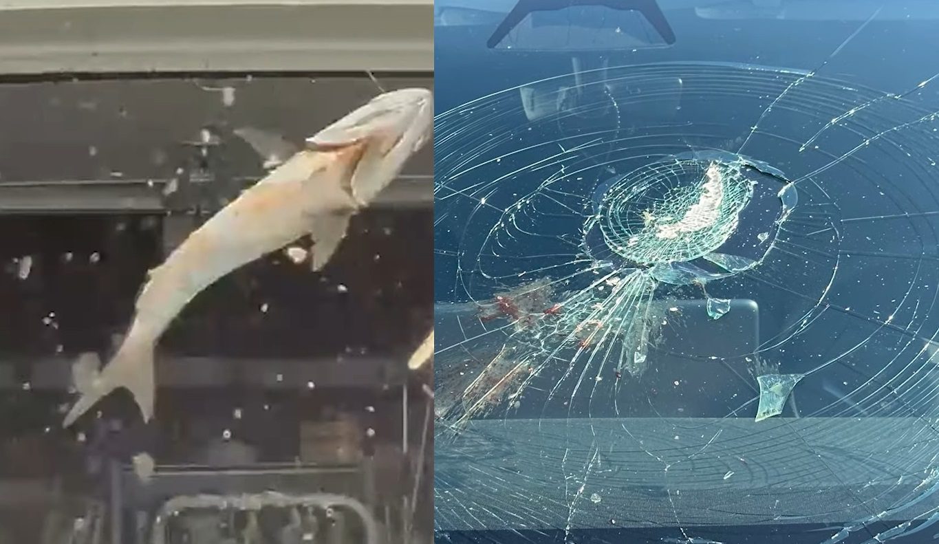 Fish smashes Tesla