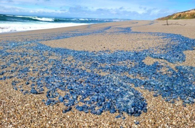 Explaining the slimy blue tentacled creatures showing up in California - cover