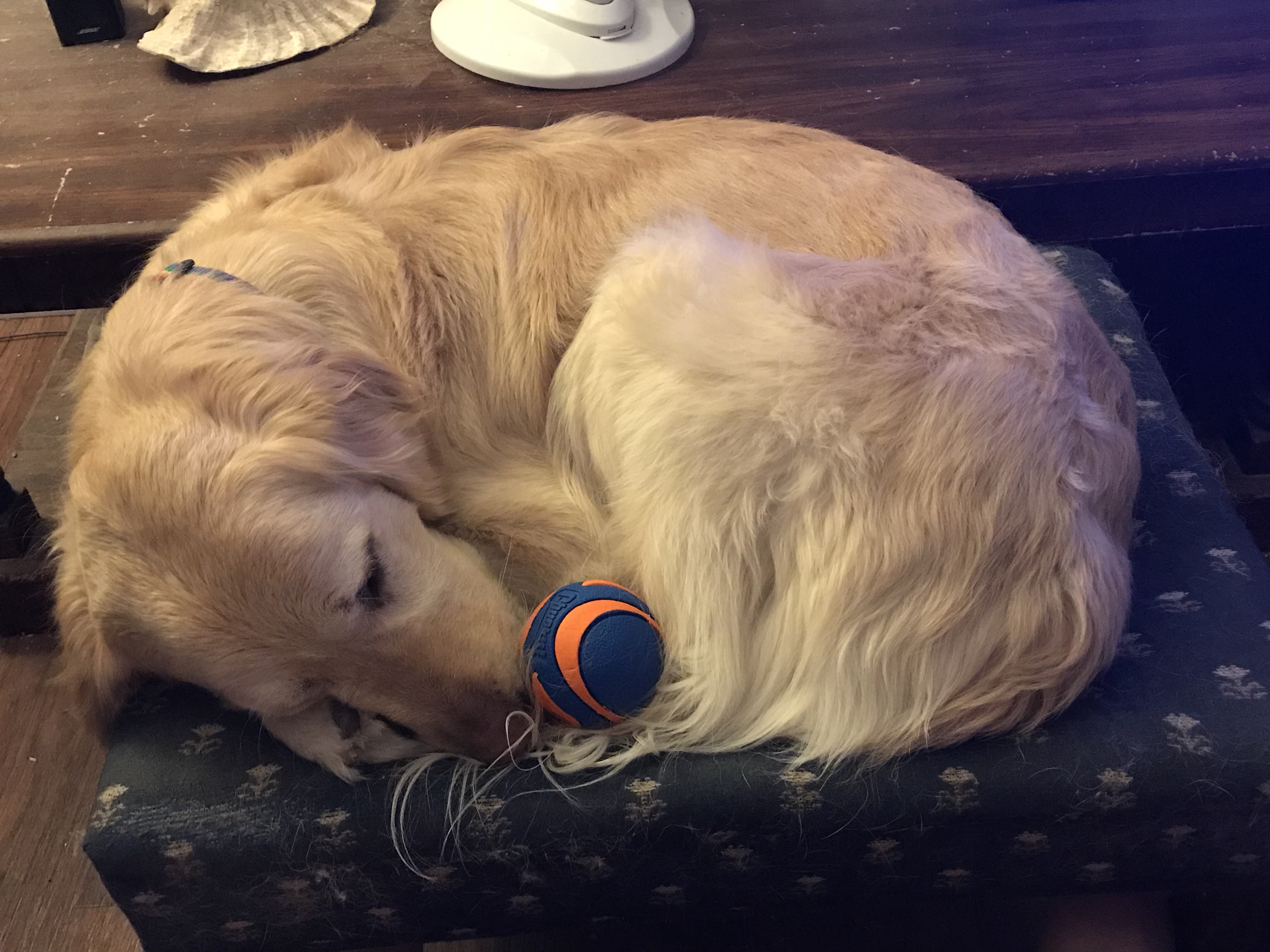 Penny is curled Up on my footstool with an orange and blue Chuck-It ball between her nose and back leg.