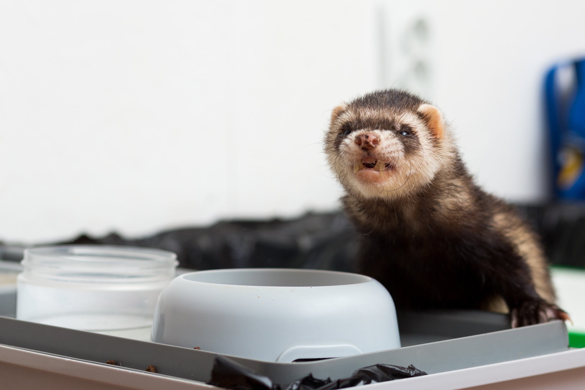 Ferret Food Your Guide To Feeding Your Furry Friend