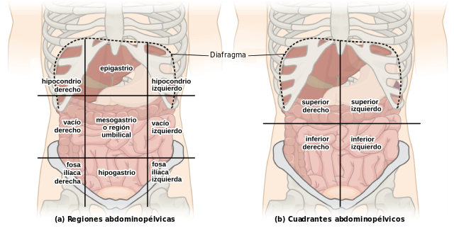 Cuadrantes Abdominales Anatomia Organos