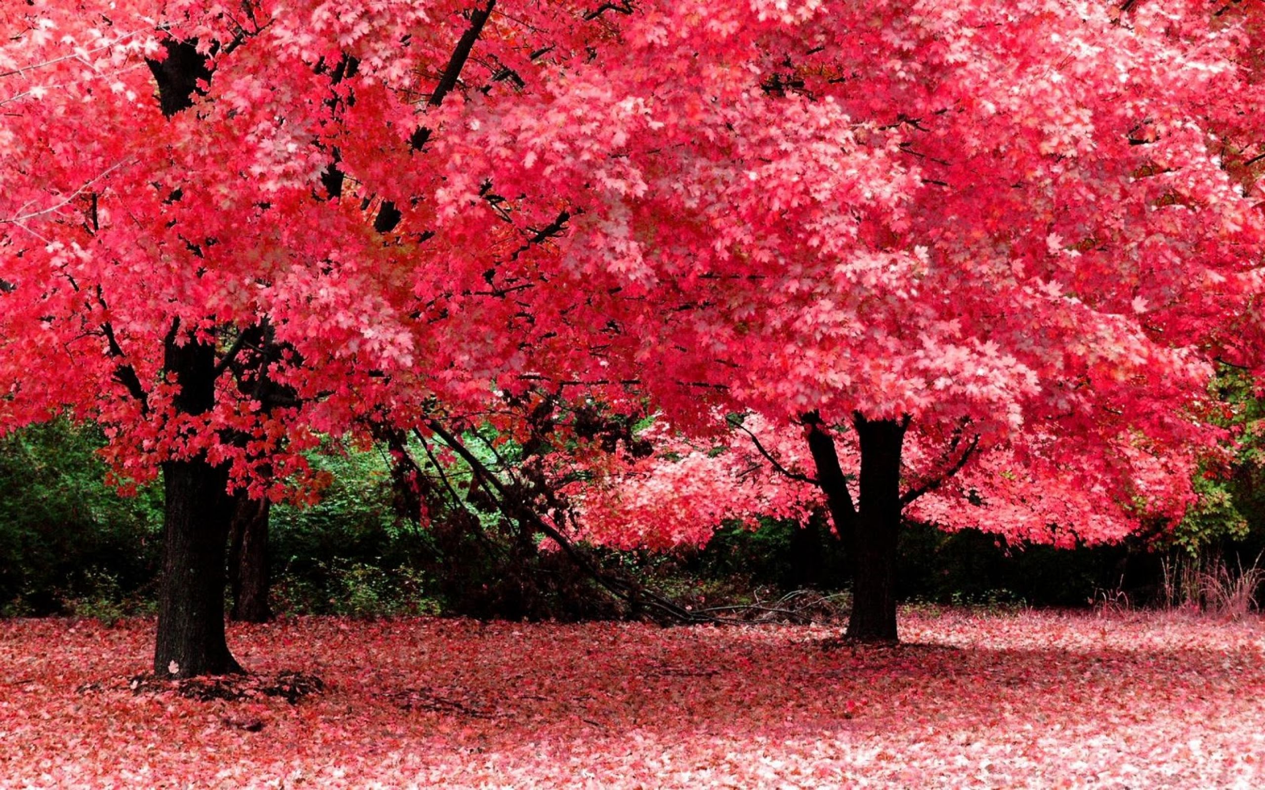 pics Beautiful High Resolution Hd Wallpapers 1080P Nature high resolution desktop background