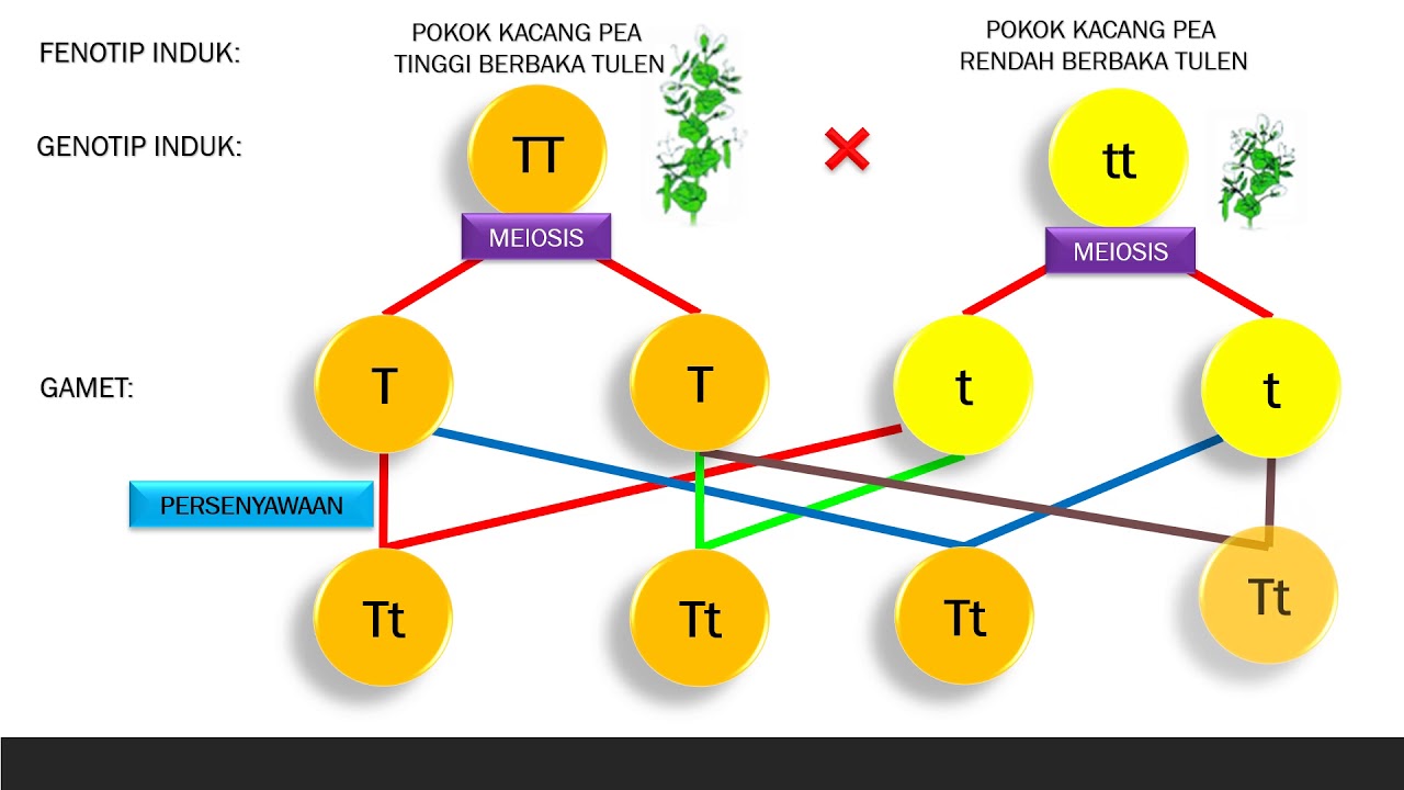 Sains Tingkatan 4 Kssm I Bab 5 I Mutasi Kromosom Dan Mutasi Gen