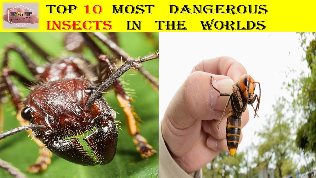 Top 10 Most Dangerous Insects In The World Youtube Otosection