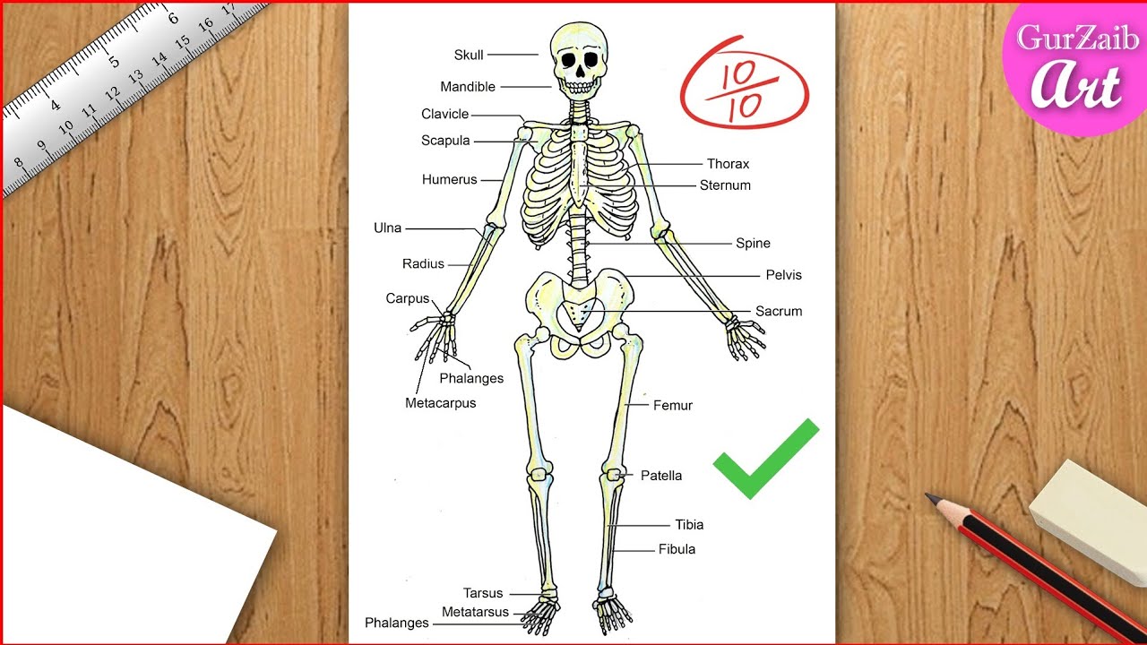 skeletal system drawing easy