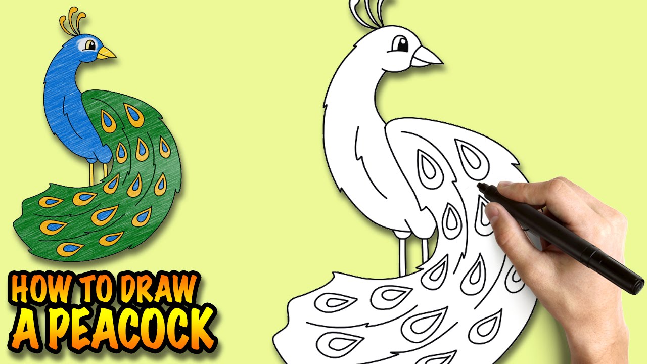 Easy Drawings For Beginners Peacock Drawing Step By Step For Beginners