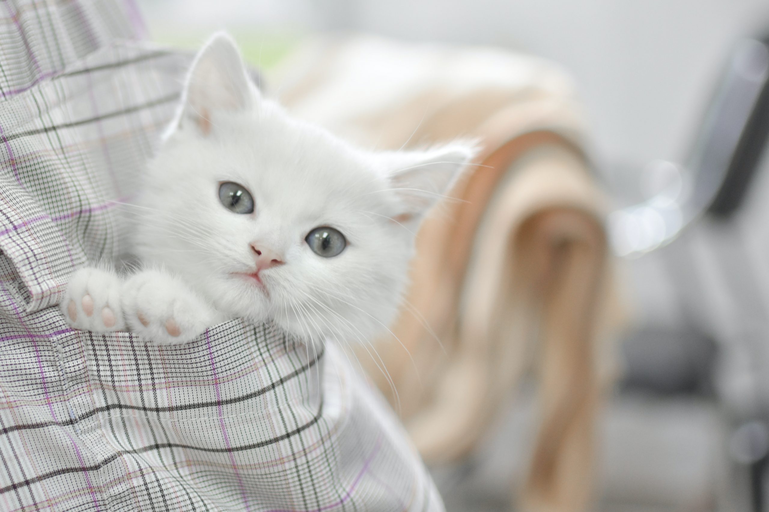 Kitty!