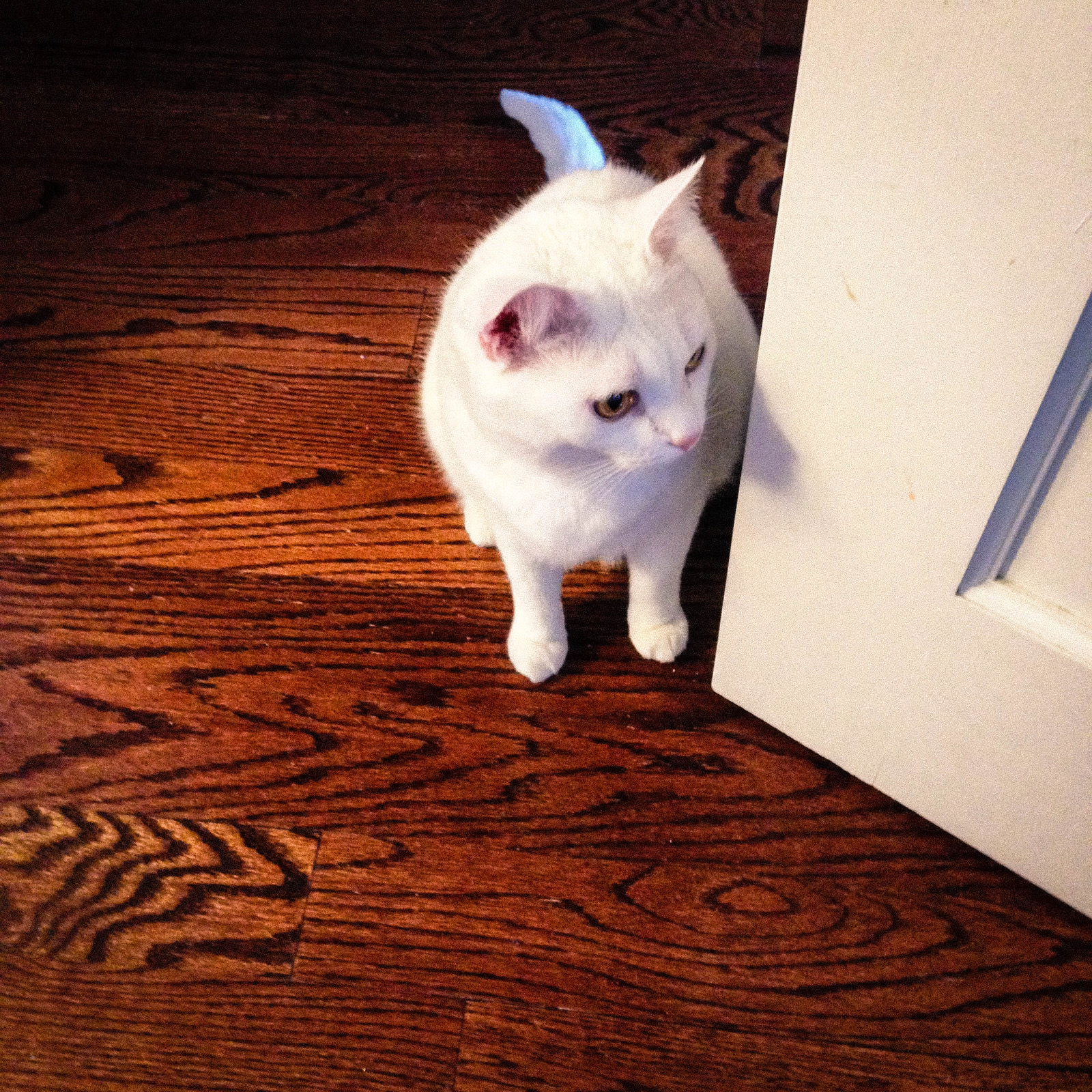 Snow White, a gentle white kitty, pauses in a doorway at night.