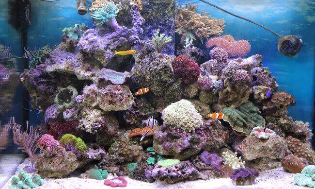 Tierisch Gut Haustiermesse In Karlsruhe Zierfischblog