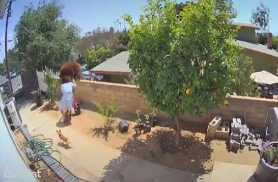Moment brave woman pushes a bear off her garden wall to stop it from attacking her dogs (video)