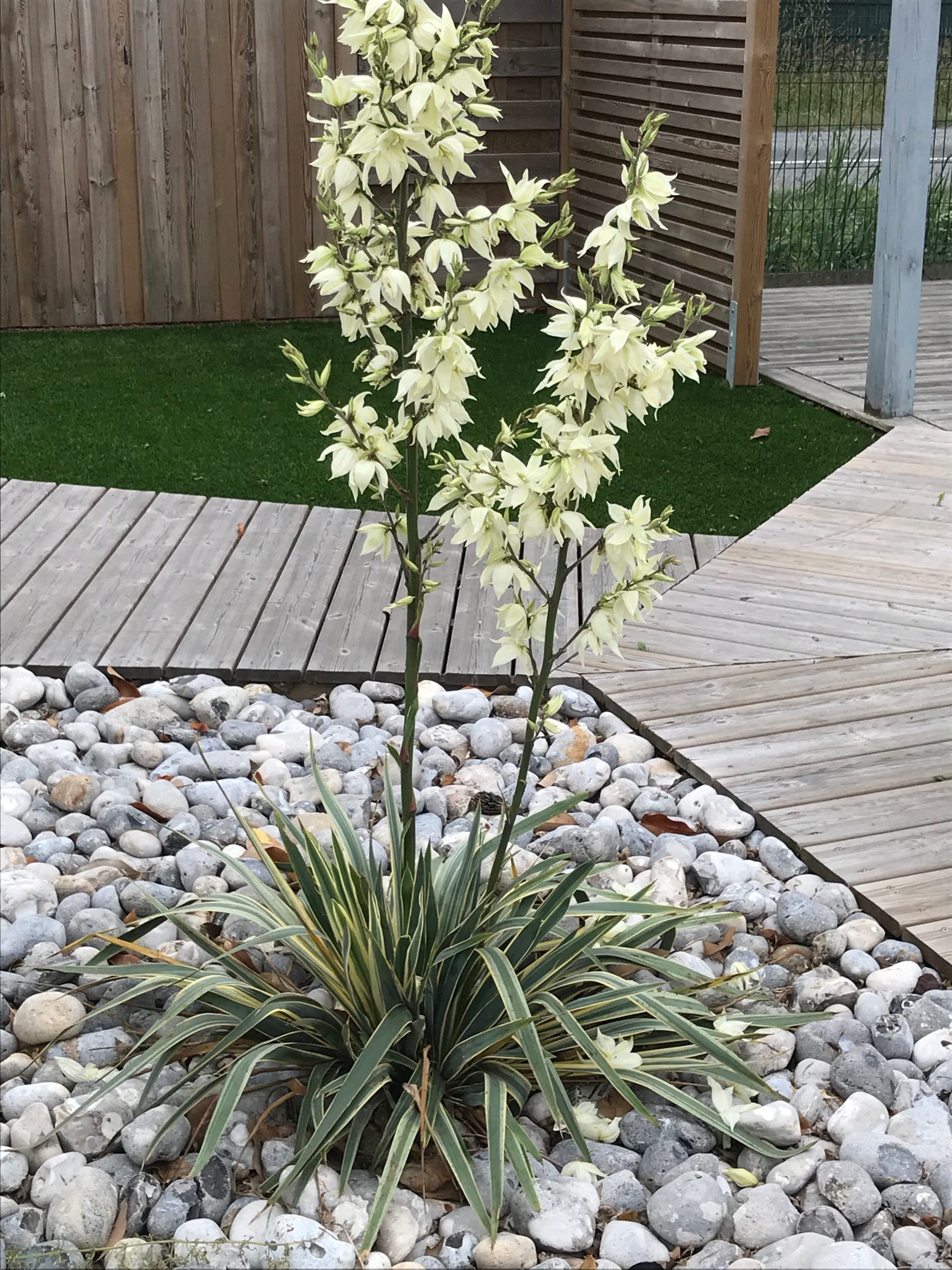 5 Superbes Plantes Grasses Exterieur Resistant Au Gel 1 Bonus